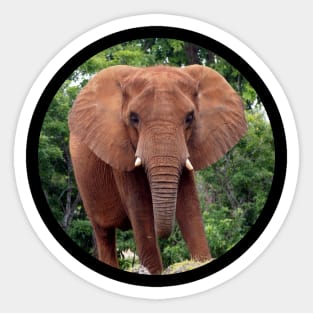 Framed Jungle Elephant Sticker